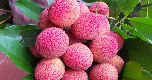 Giống vải trứng hồng Thanh Hà giá 400.000 đồng/kg, cao gấp 10 lần vải thường