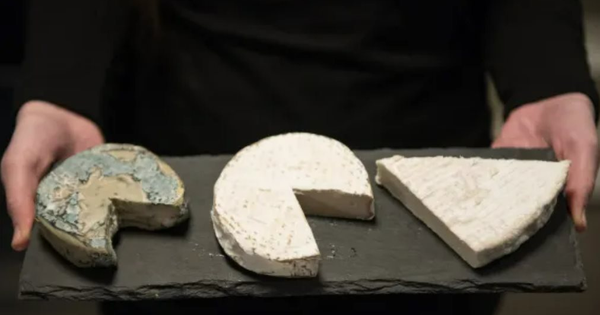 Rebel Cheese tiết kiệm 400.000 USD nhờ AI phát hiện phí vận chuyển ẩn