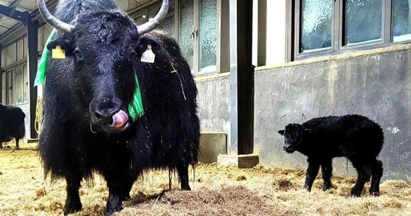 Trung Quốc nhân bản thành công 10 con bò yak, rút ngắn chu kỳ chọn giống từ 20 năm xuống dưới 5 năm