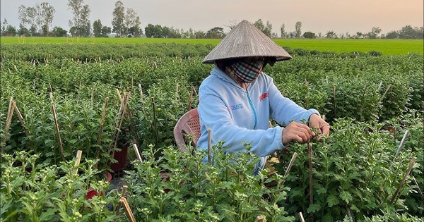 Apigenin trong trà hoa cúc giúp hạn chế tế bào ung thư lan rộng