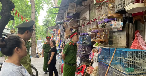 Thu giữ 220 cá thể chim không rõ nguồn gốc tại chợ chim tự phát ở Hà Nội