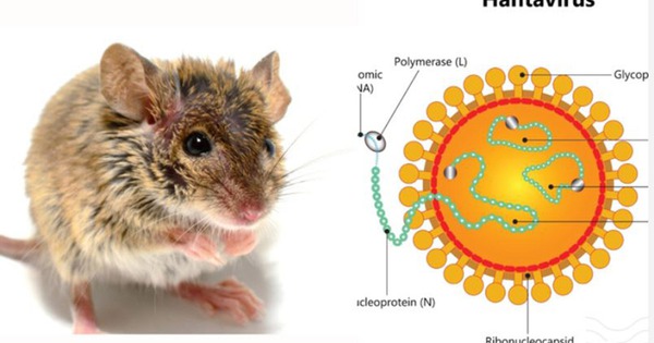 Virus Hanta nguy hiểm thế nào? Triệu chứng và cách phòng tránh