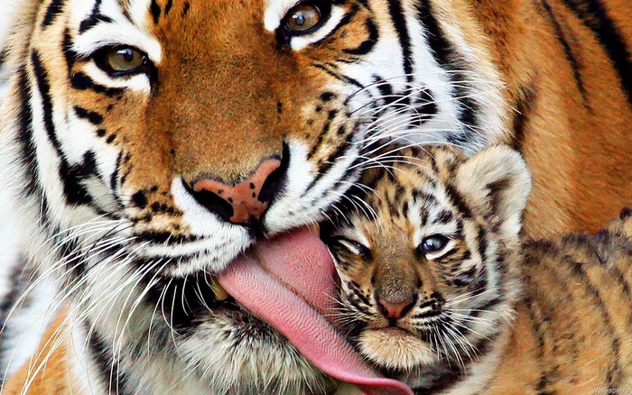 6 loài hổ quý hiếm nhất hành tinh