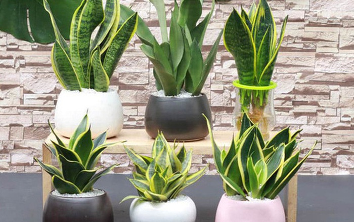 5 loại cây được NASA khuyên trồng trong nhà, vừa giúp lọc khí vừa mang lại  may mắn cho gia chủ