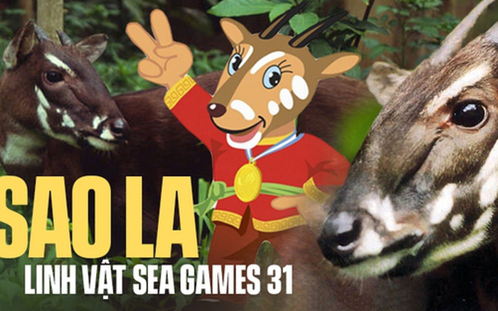 60000 linh vật SEA Games 31 sẵn sàng ra mắt người hâm mộ