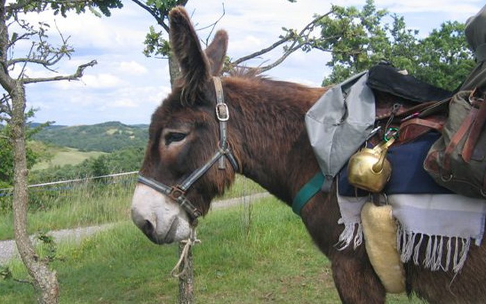 Chuyện người lái buôn và con lừa: Sống ở đời phải biết “tùy cơ ứng biến”, đừng dựa mãi vào kinh nghiệm để rồi thất bại cay đắng