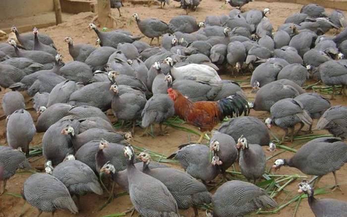 Trang Trại Chim Trĩ Thành Công