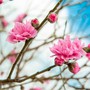 Thận khoẻ nhờ món ăn đơn giản dùng loại cây thường vứt đi sau Tết